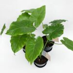 Alocasia gageana California