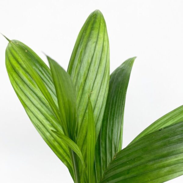 Betel Nut Palm | Lush Tropical Canopy | Ideal for Indoor & Garden Display - Image 5