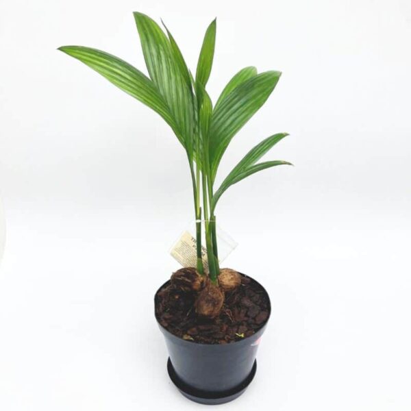 Betel Nut Palm | Lush Tropical Canopy | Ideal for Indoor & Garden Display - Image 6
