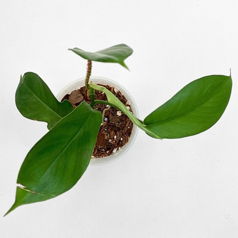 Philodendron squamiferum Philodendron squamiferum with lobed green leaves and red hairy stems, growing as a tropical indoor climber.