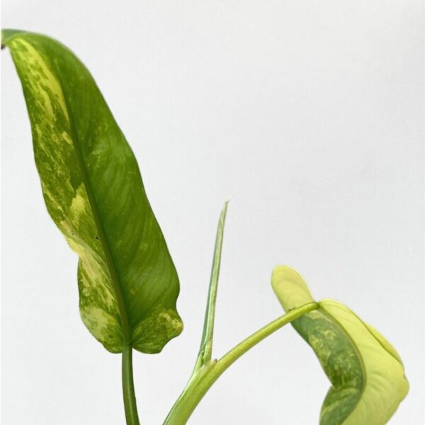 Philodendron domesticum variegata - Image 5