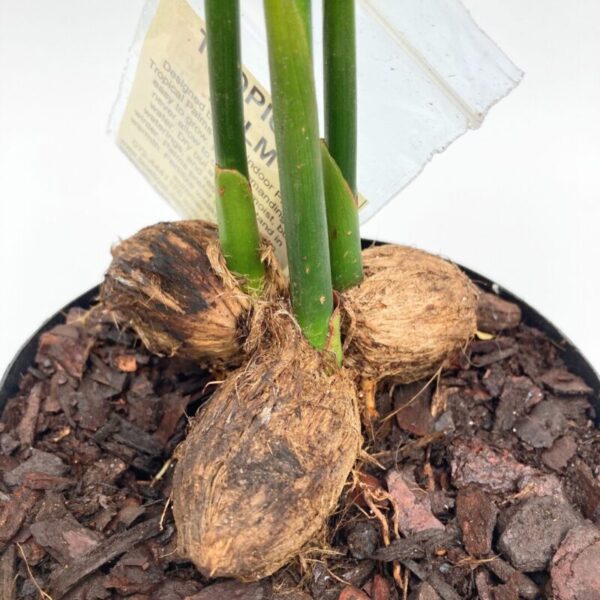 Betel Nut Palm | Lush Tropical Canopy | Ideal for Indoor & Garden Display - Image 4