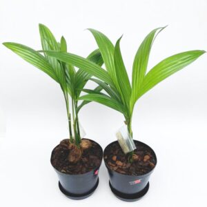 Betel Nut Palm with tall slender trunk and lush green canopy