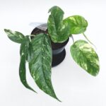 Variegated Epipremnum with striking green and white marbled foliage in a nursery pot