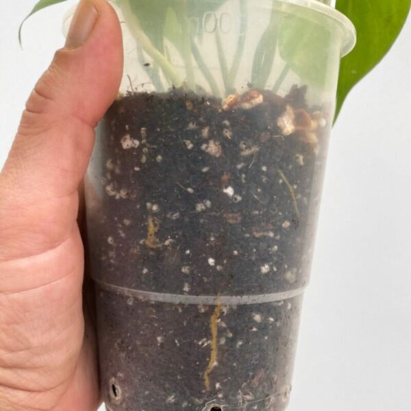 Philodendron Cordatum 'Lemon Lime' - Image 2