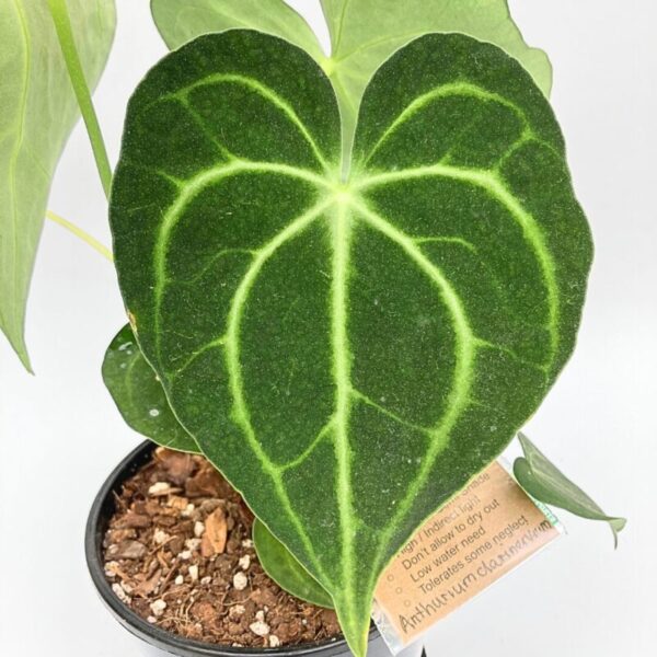Anthurium Clarinervium in a 15cm pot - Image 2