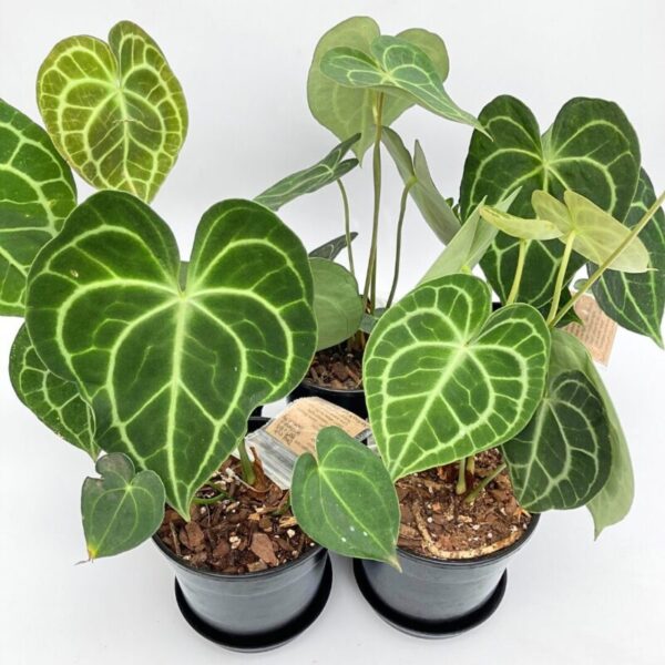 Anthurium Clarinervium in a 15cm pot - Image 3