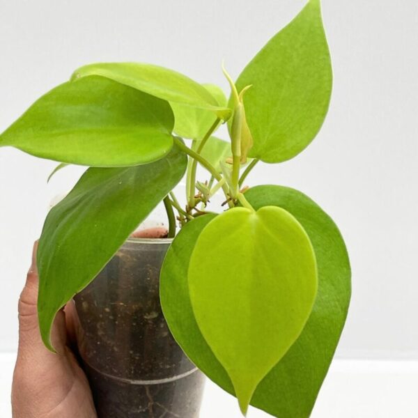 Philodendron Cordatum 'Lemon Lime' - Image 3