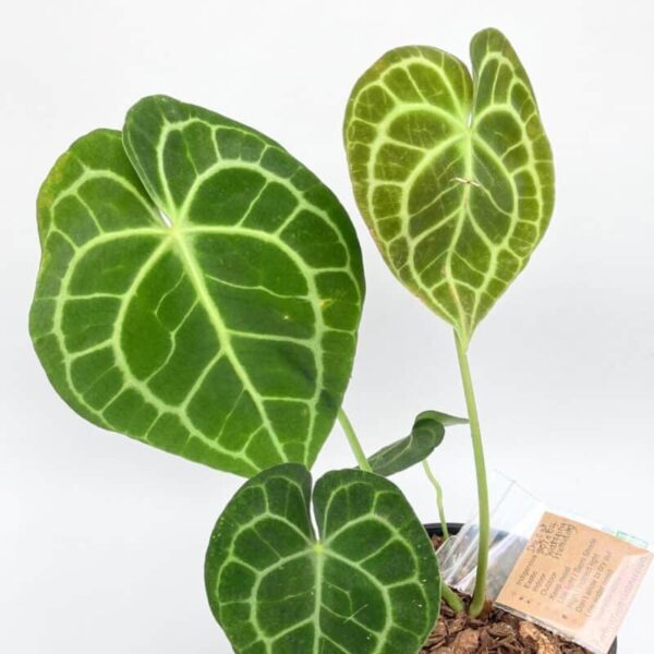Anthurium Clarinervium in a 15cm pot - Image 5