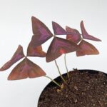 False Shamrock (Oxalis triangularis)