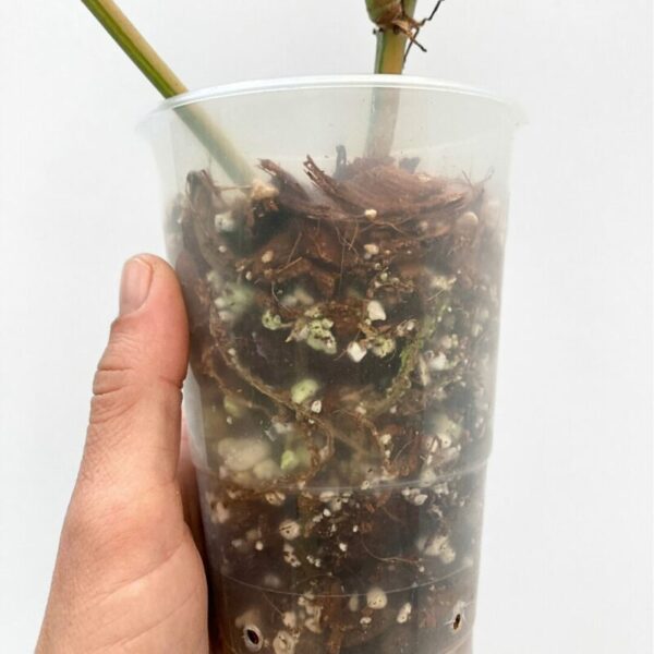 Philodendron domesticum variegata - Image 6