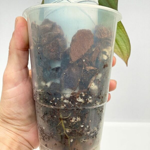 Philodendron Burle Marx 'Fantasy' - Image 3