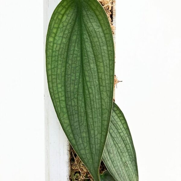 Philodendron Burle Marx 'Fantasy' - Image 2