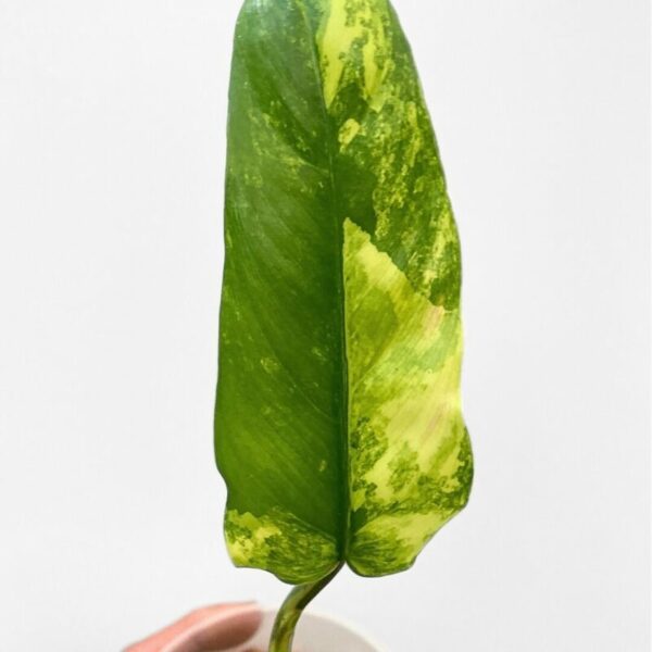 Philodendron domesticum variegata - Image 4