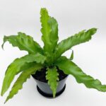 Birdsnest Fern ‘Victoria’ with arching, feathery fronds in a nursery pot