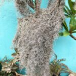 Tillandsia usneoides Syn. Spanish Moss