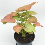 Syngonium Neon 'The Neon'