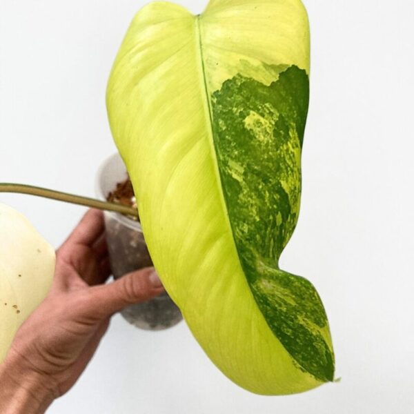 Philodendron domesticum variegata - Image 3