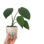 Small Diamond self-watering pot with transparent diamond-patterned outer layer and white inner pot