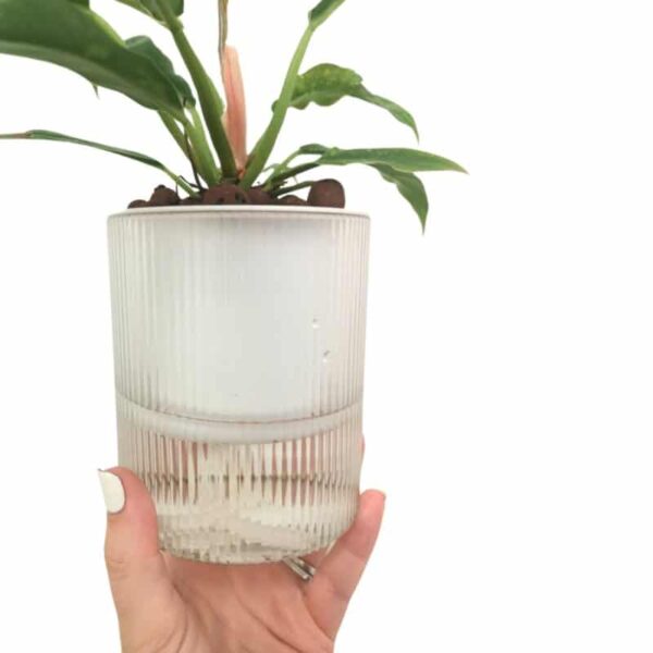 Small Clear Ribbed Sef-Watering Pot - Image 3
