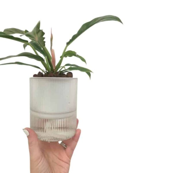 Small Clear Ribbed Sef-Watering Pot - Image 2
