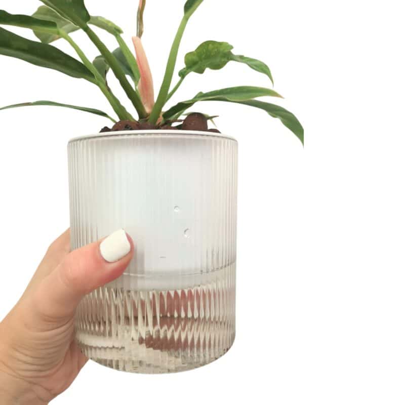 Small Clear Ribbed Self Watering Pot 3