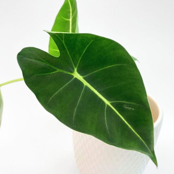 Alocasia micholitziana 'Frydek,' - Image 3