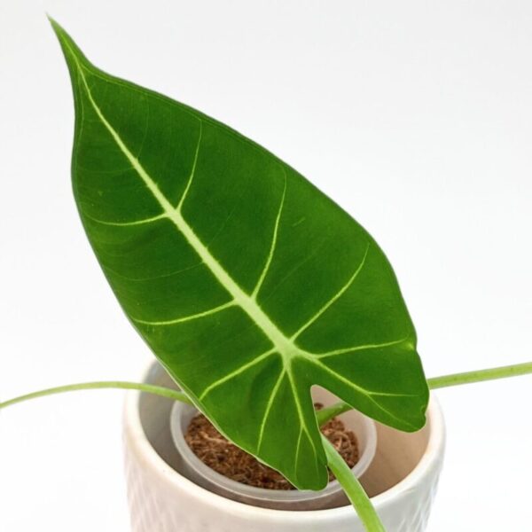 Alocasia micholitziana 'Frydek,' - Image 2