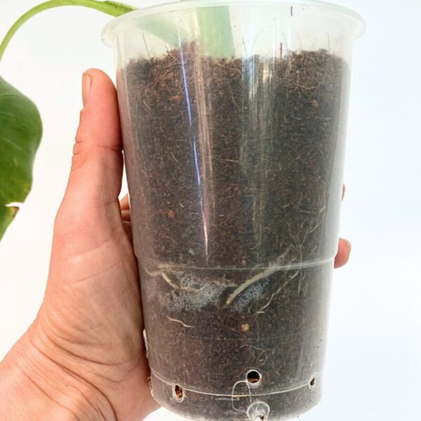 Alocasia micholitziana 'Frydek,' - Image 4