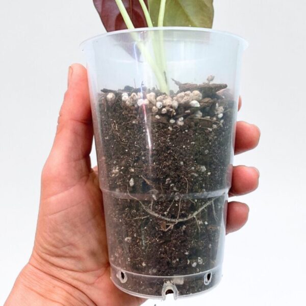 Alocasia Cuprea - Image 2