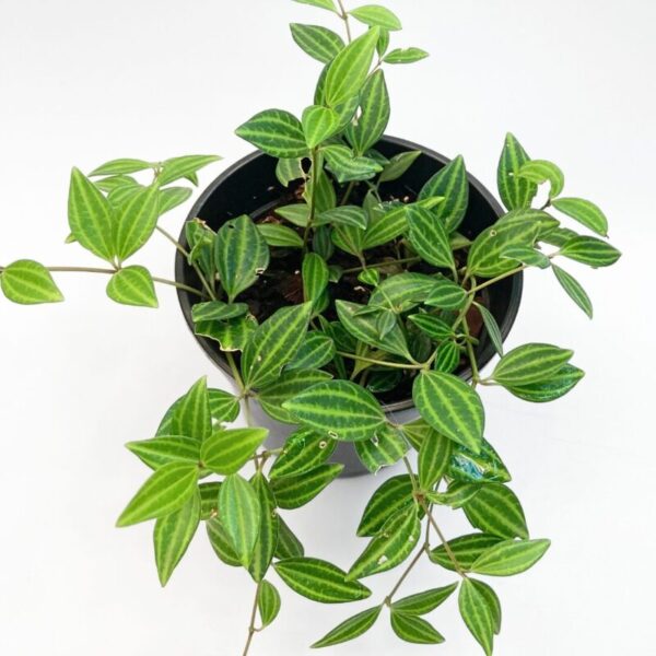 Peperomia Angulata - Image 3