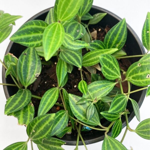 Peperomia Angulata - Image 2