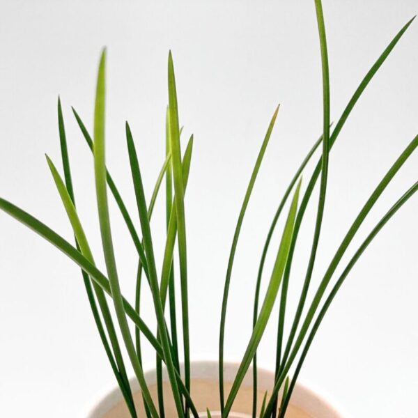 Dendrochilum Wenzelii - Image 3