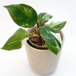 Philodendron White Knight variegated indoor plant