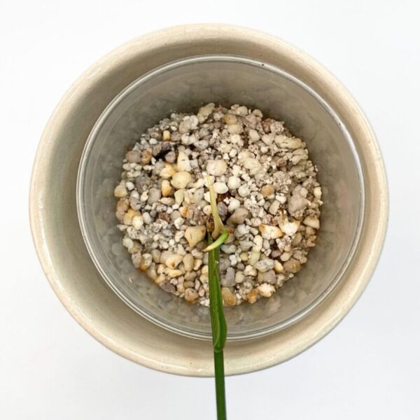 Philodendron Brandtianum - Image 3