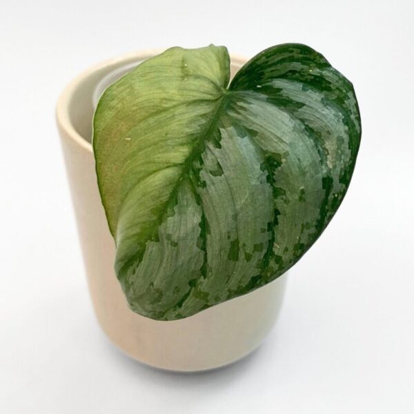 Philodendron Brandtianum - Image 2