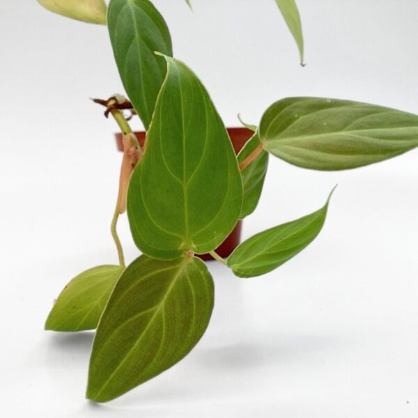 Philodendron nangaritense is cherished for its vibrant, heart-shaped leaves that bring a touch of the tropics to any space. It flourishes in humid conditions with indirect, bright light, and prefers well-draining soil. Regular watering and occasional misting keep it looking its best, making it ideal for enthusiasts looking to enhance their indoor jungle.