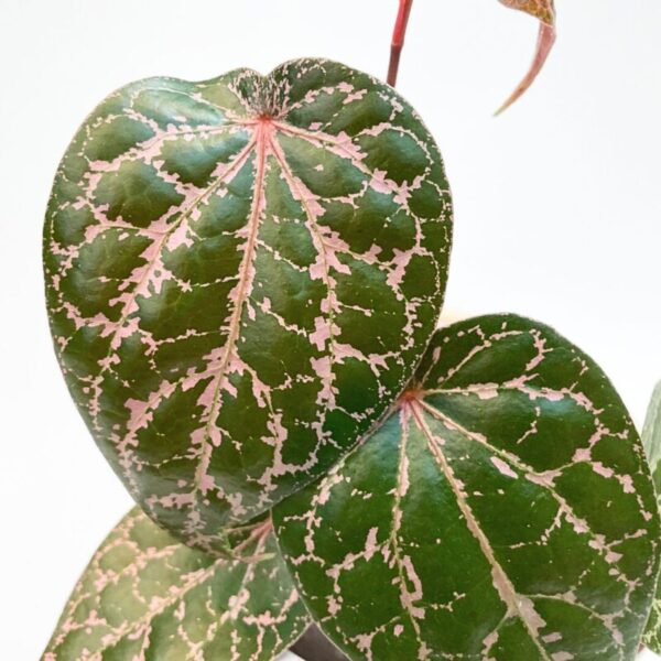 Piper Crocatum - Image 2