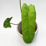 Philodendron Paraiso Verde