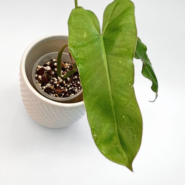 Philodendron Paraiso Verde - Image 3