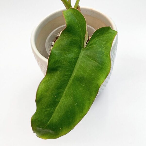 Philodendron Paraiso Verde - Image 2