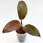 Philodendron Imperial Red