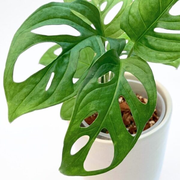 Monstera Adansonii - Image 2