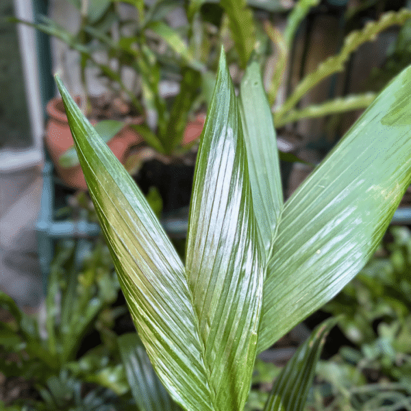 Betel Nut Palm | Lush Tropical Canopy | Ideal for Indoor & Garden Display - Image 2