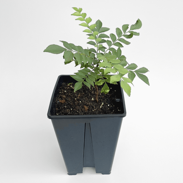 Curry Plant - Image 3