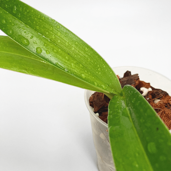 Paphiopedilum phillippinense - Image 2