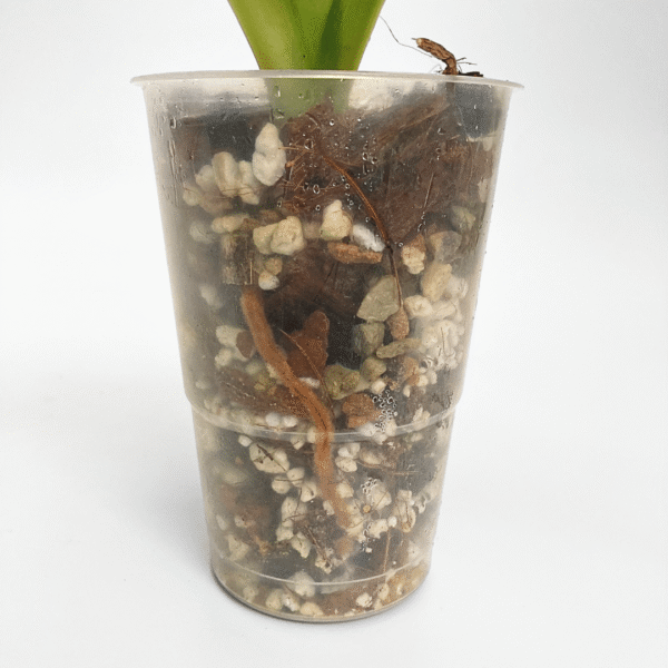 Paphiopedilum phillippinense - Image 3