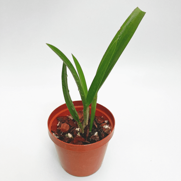 Brassocattleya Binosa - Image 2