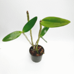 Cattleya grossii x Self