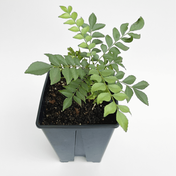 Curry Plant - Image 2